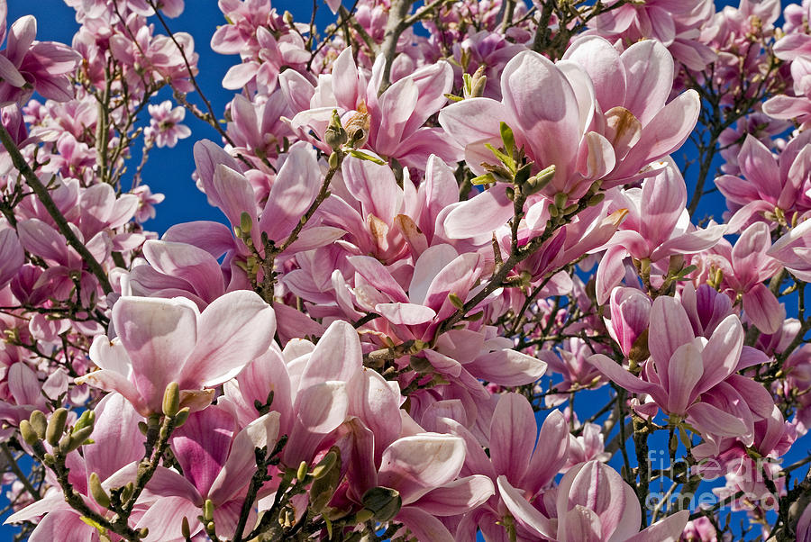Magnolia 2 Photograph by Rod Jones