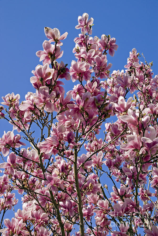 Magnolia 3 Photograph by Rod Jones