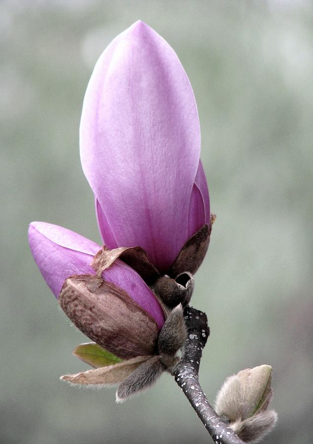 Magnolia A Gift Of Spring Photograph by Angela Davies