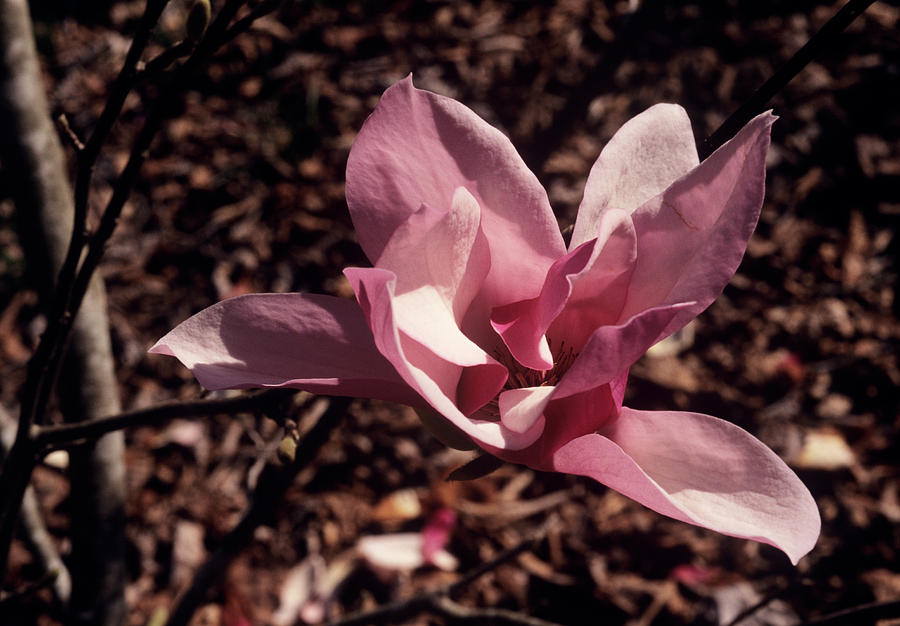 Magnolia alexandrina Flower Photograph by Science Photo Library Magnolia alexandrina Flower Photograph by Science Photo Library