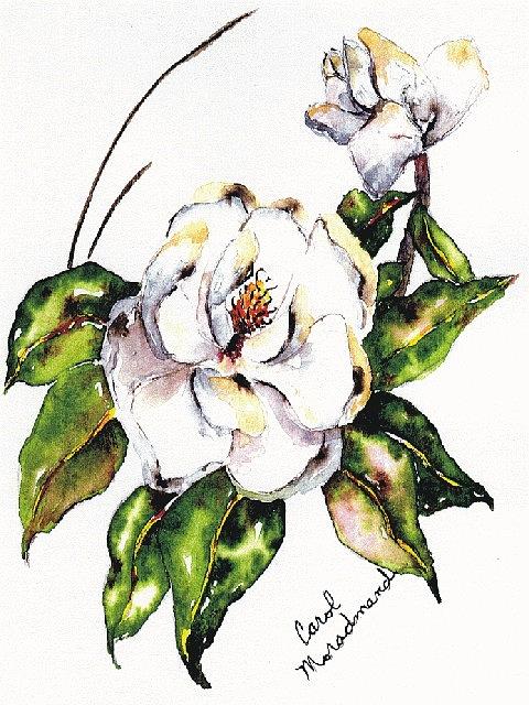 Magnolia and Bud Painting by Carol Denna - Fine Art America