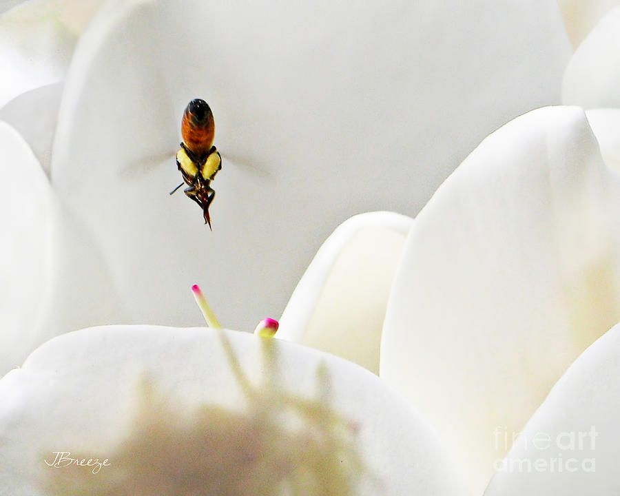 Magnolia and the Bee Photograph by Jennie Breeze