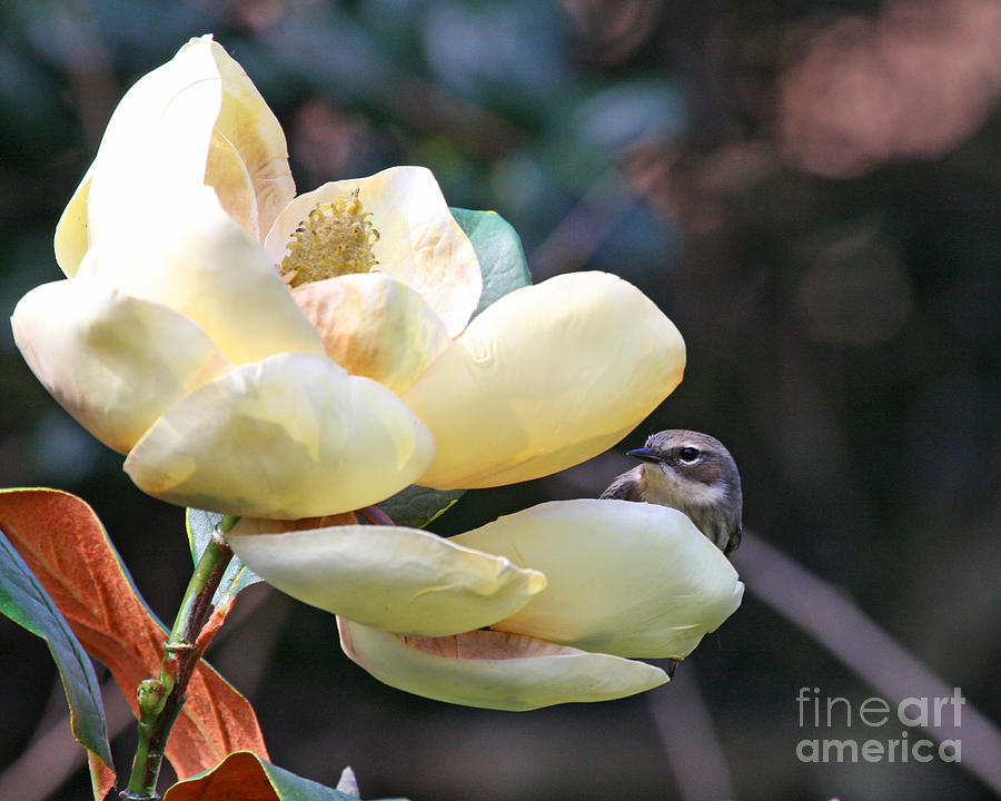 Magnolia and Warbler Bird Photograph by Luana K Perez