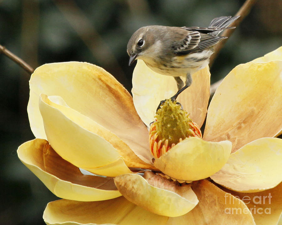 Magnolia and Warbler Photo Photograph by Luana K Perez