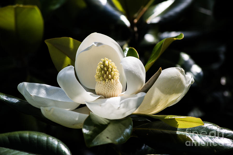 Magnolia Photograph by Angela DeFrias