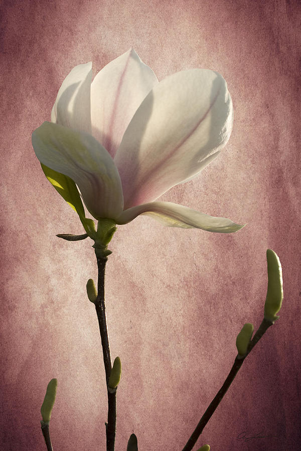 Magnolia by Ann Lauwers Magnolia by Ann Lauwers