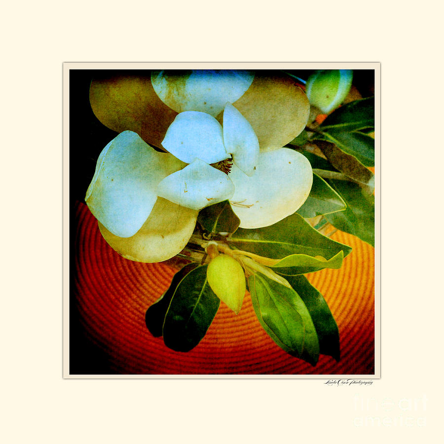 Magnolia Arrangment Photograph by Linda Olsen