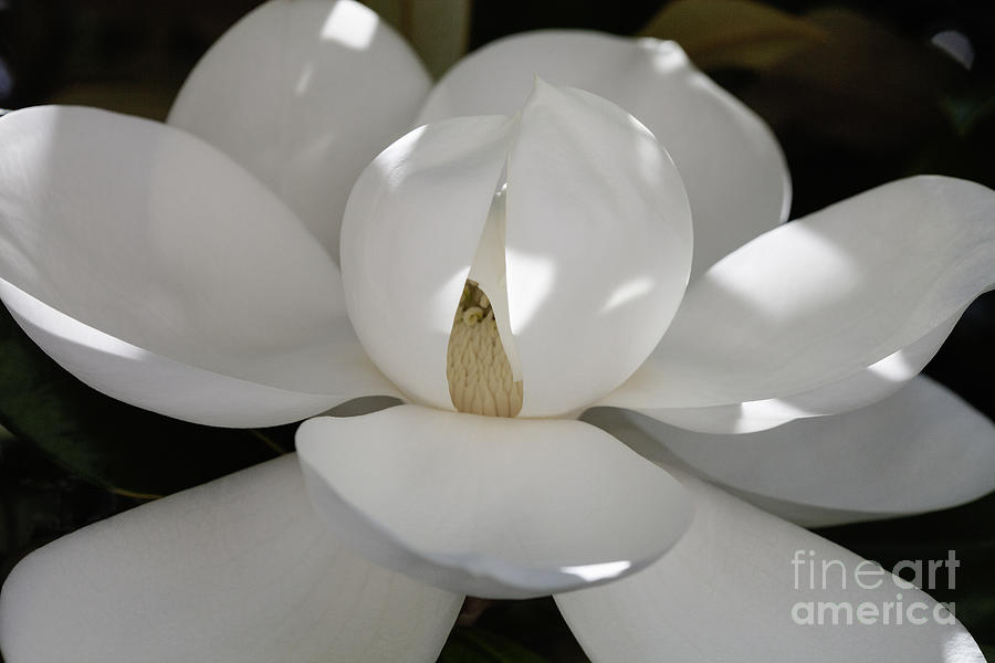 Magnolia Beauty - 3 Photograph by Diane Macdonald
