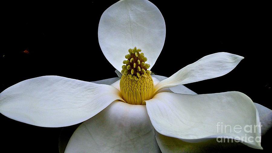 Magnolia Beauty Photograph by Cheryl Cutler