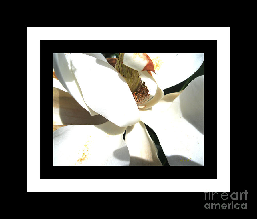 Magnolia Beauty. Classic Photograph by Oksana Semenchenko
