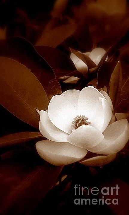 New Orleans Magnolia Beauty Photograph by Michael Hoard