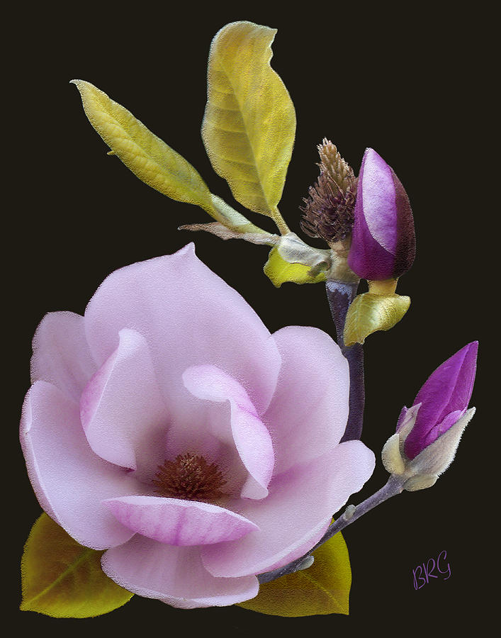 Magnolia Photograph by Ben and Raisa Gertsberg