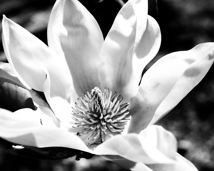 Magnolia Black and White XL format Photograph by Katy Hawk