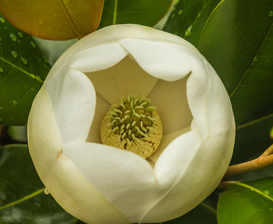 Magnolia bloom Photograph by Jane Luxton