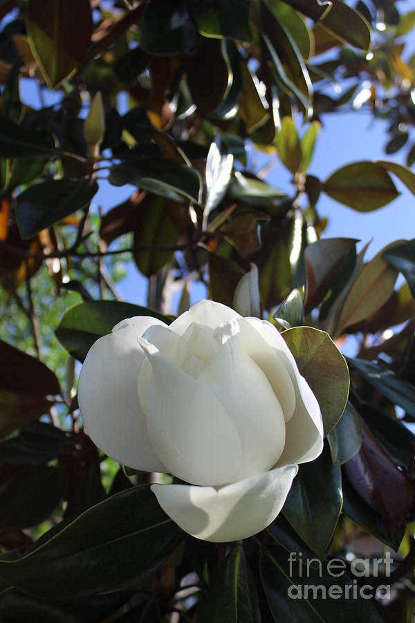 Magnolia Bloom Photograph by Jeanne Forsythe
