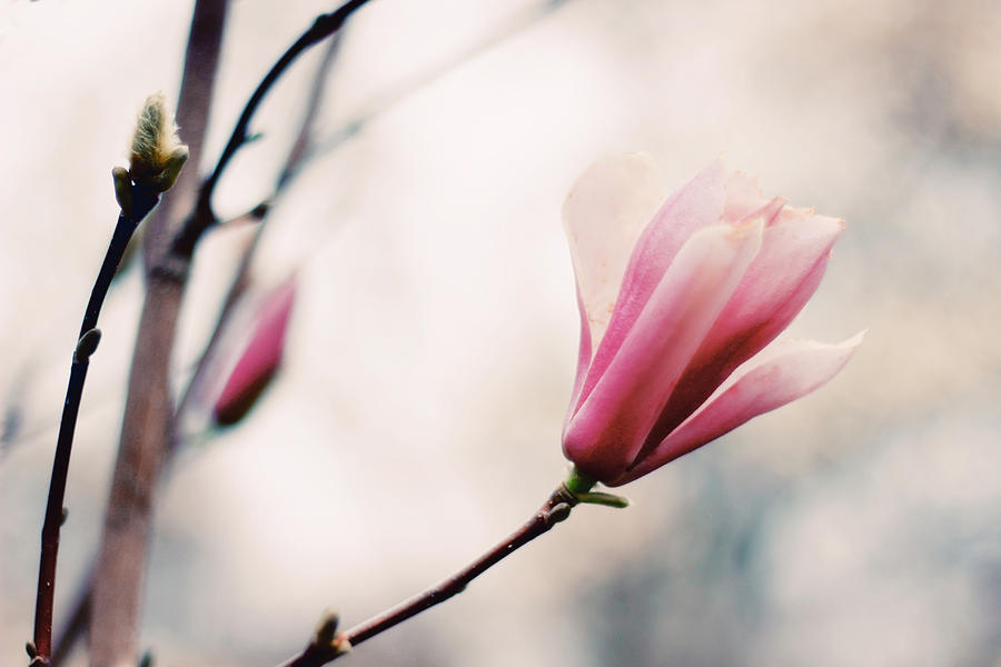 Magnolia Bloom Photograph by Jessica Jenney