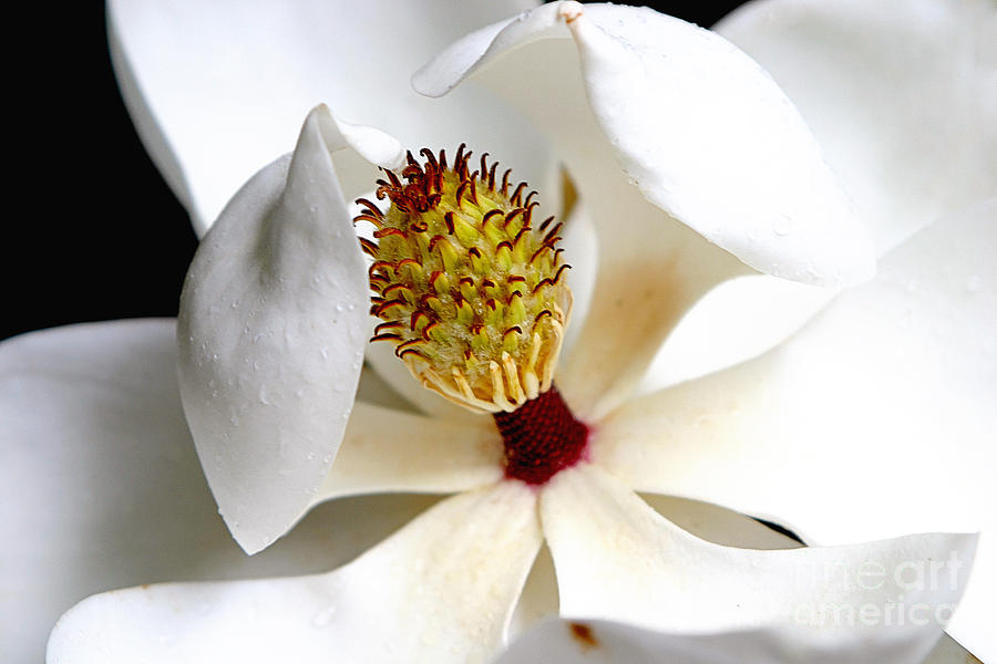 Magnolia Movie Photograph - Magnolia Bloom by Joan McCool