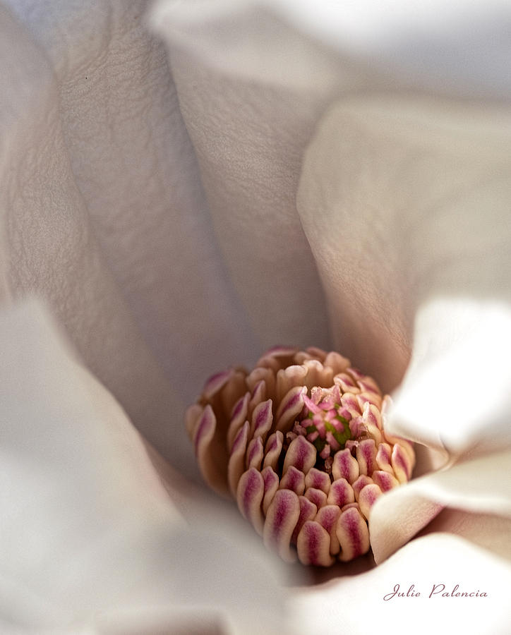 Magnolia Bloom Macro Photograph