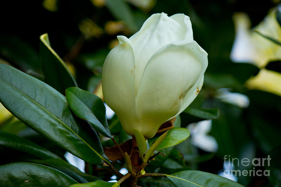 Magnolia Bloom Starting Photograph by Sandra Clark