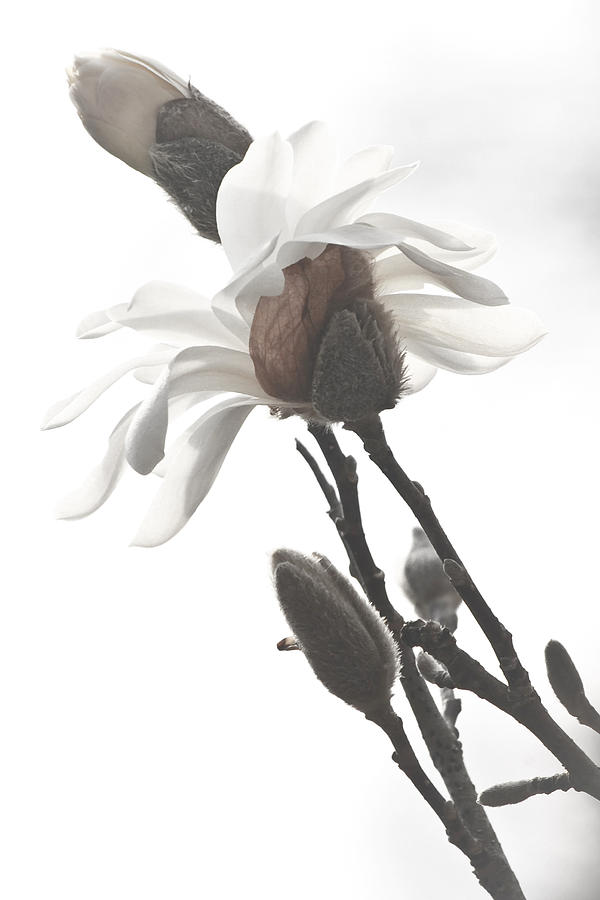 Magnolia Bloom Photograph by Tammy Schneider
