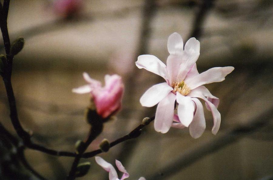 Spring Photograph - Magnolia Blooms by Kay Novy
