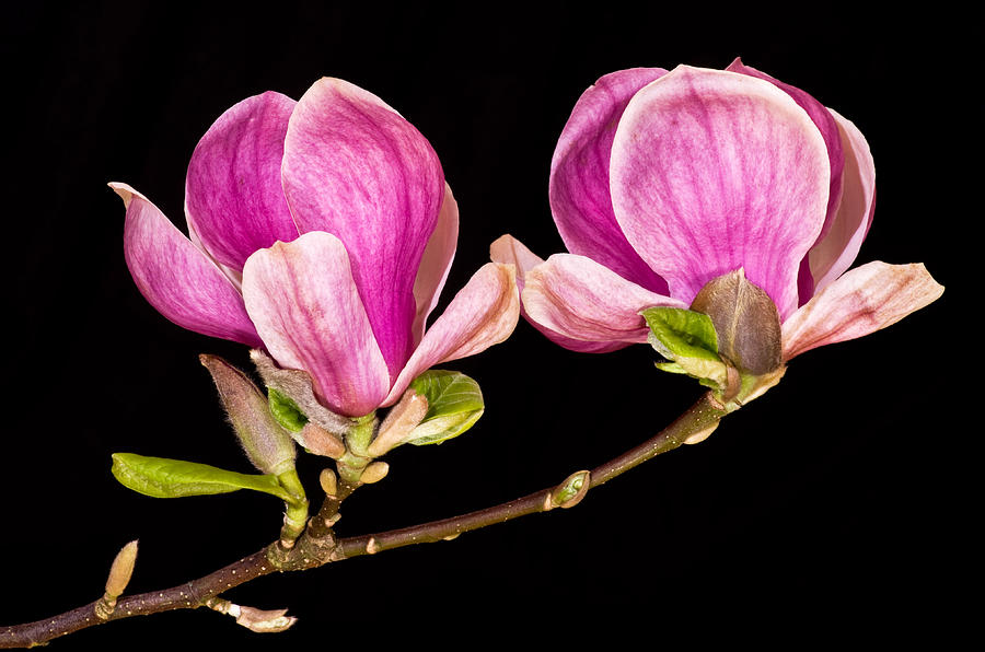 Magnolia blooms Photograph by Pete Hemington