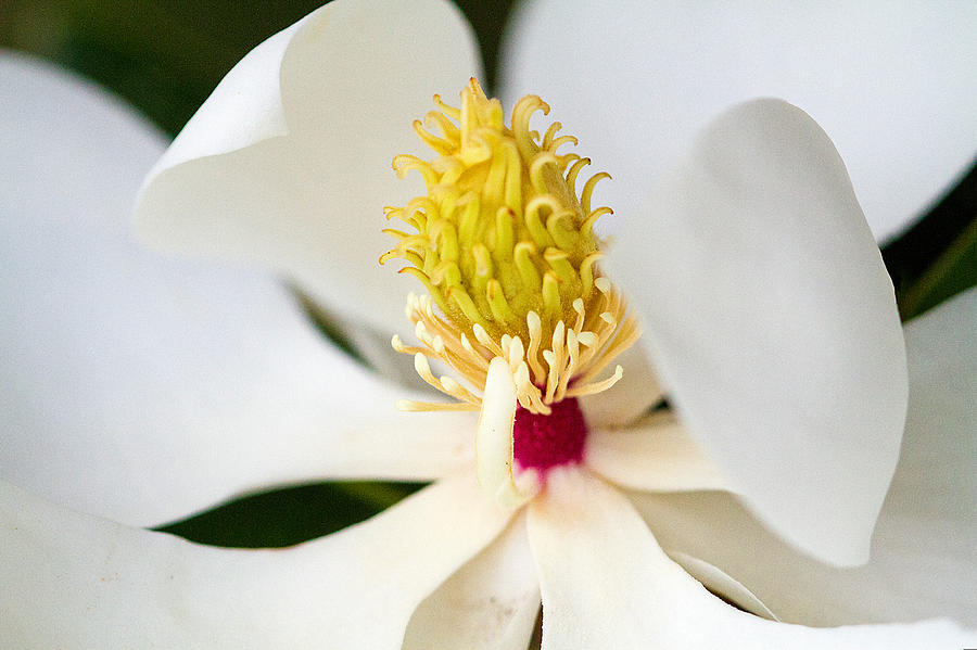 Magnolia Blossom 1 Photograph