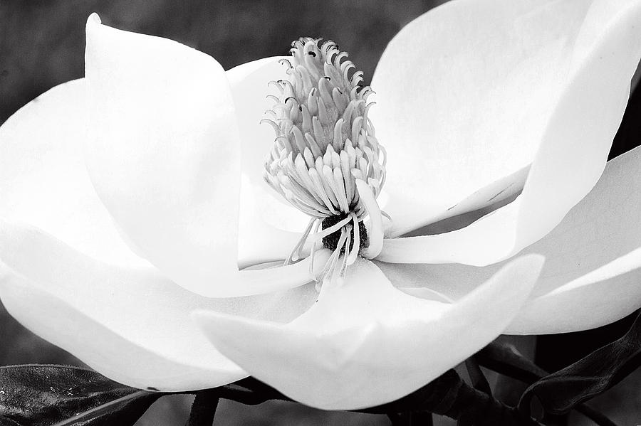 Magnolia Movie Photograph - Magnolia Blossom 2 black and white by Dan Wells