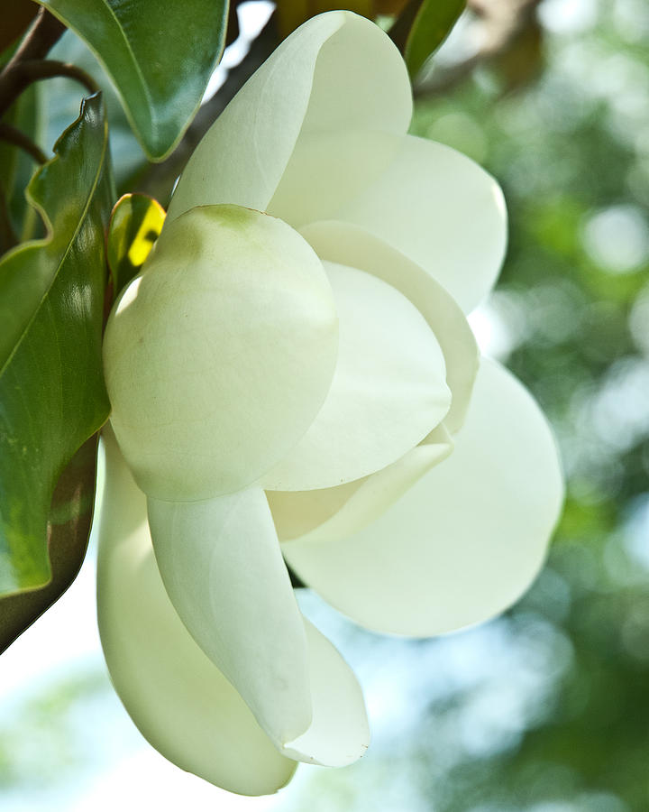 Magnolia Blossom 621 Photograph by Lena Wilhite