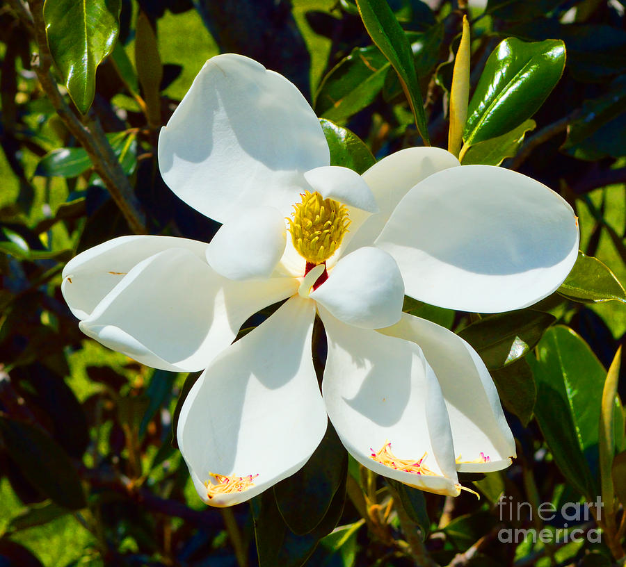Magnolia Blossom Photograph by Alys Caviness-Gober