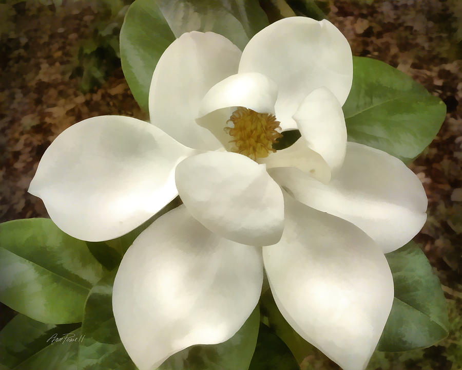 Magnolia Blossom Digital Art by Ann Powell