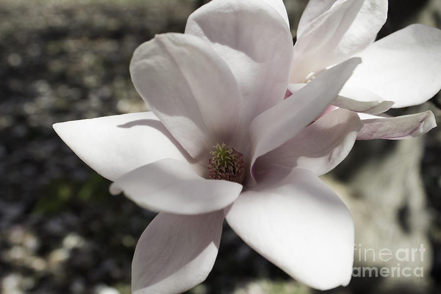 Magnolia Movie Photograph - Magnolia Blossom by Arlene Carmel