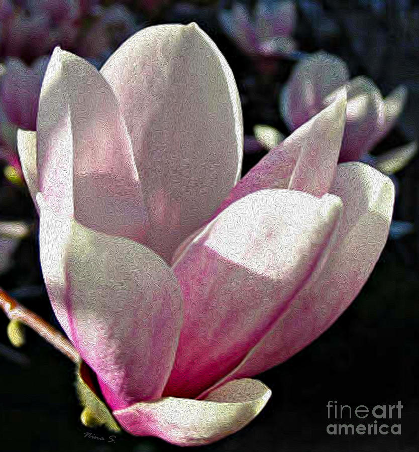 Magnolia Blossom at sundown Photograph by Nina Silver