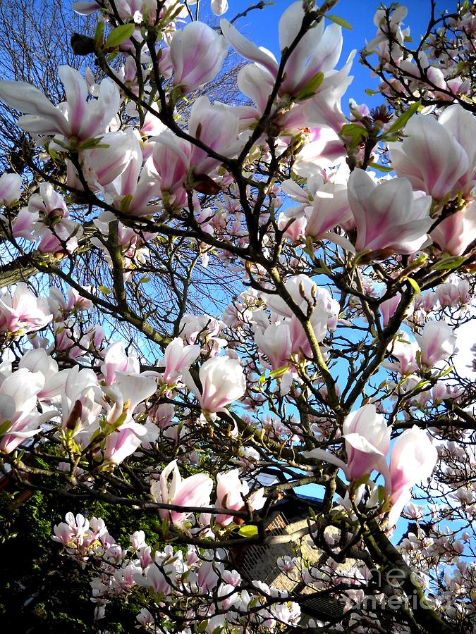 Magnolia Blossom Photograph by Basant Soni - Fine Art America