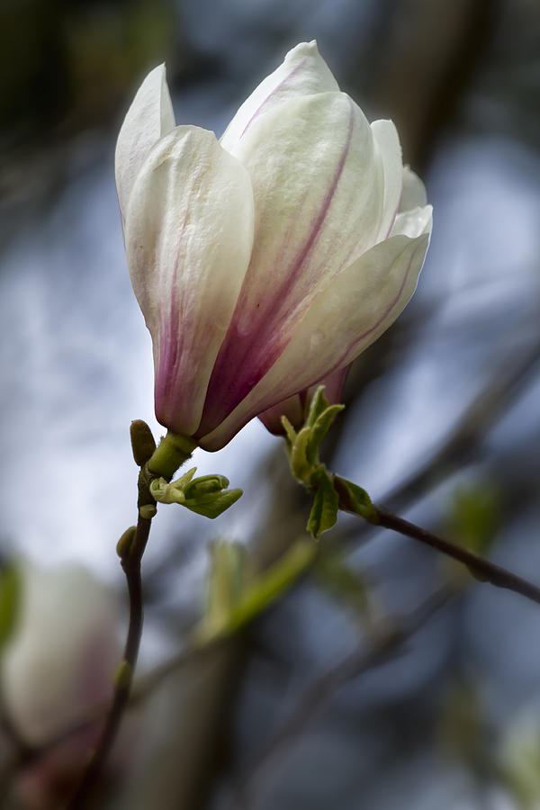 Magnolia Blossom Photograph by Belinda Greb | Fine Art America