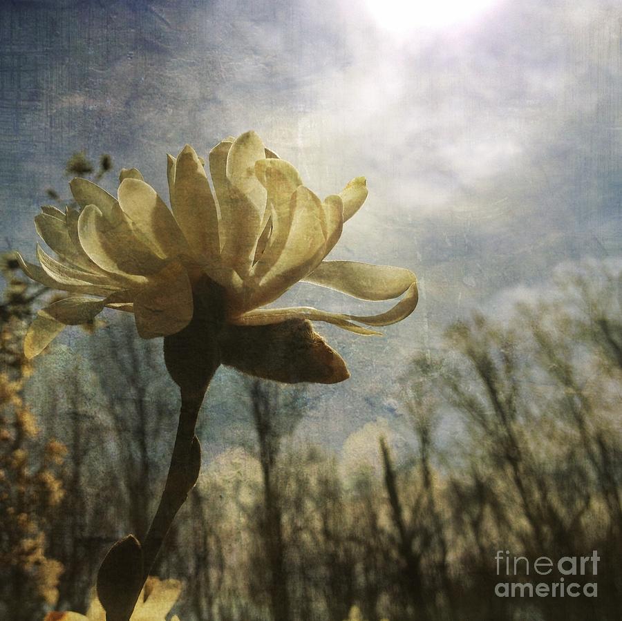 Magnolia Blossom Photograph by Chris Scroggins