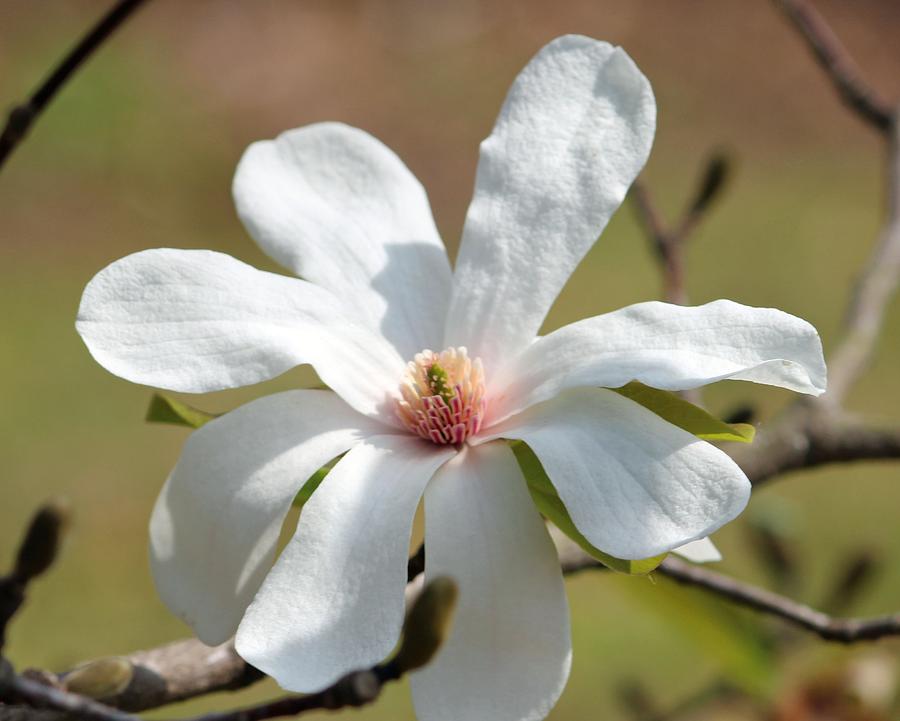 Flower Photograph - Magnolia Blossom by Cynthia Guinn