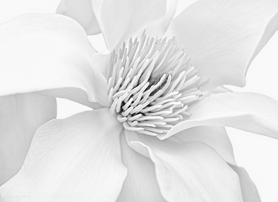 Magnolia Flower Blossom Monochrome Photograph by Jennie Marie Schell