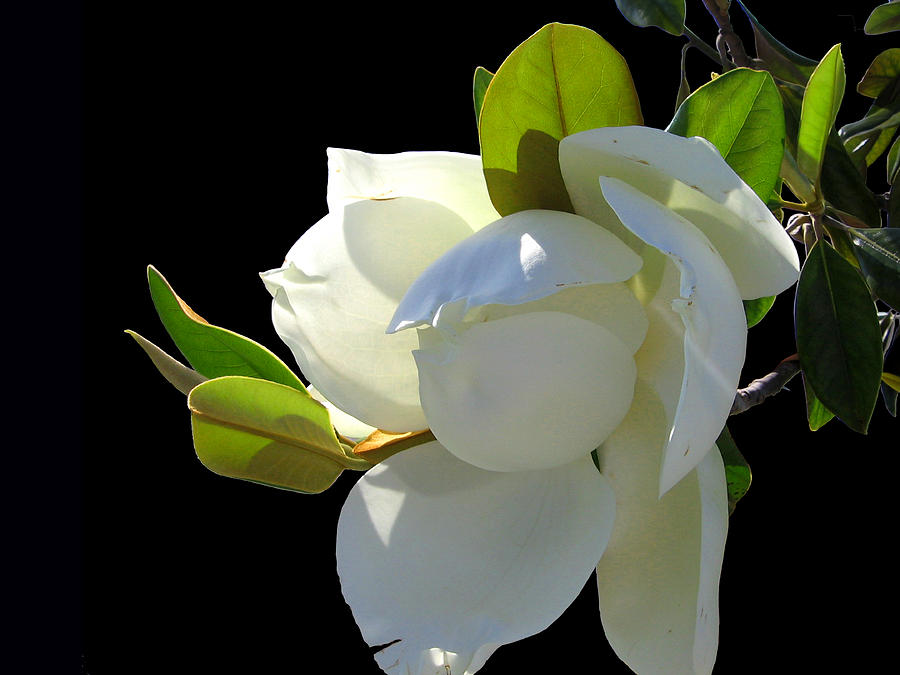 Magnolia Blossom Photograph by Ginny Schmidt