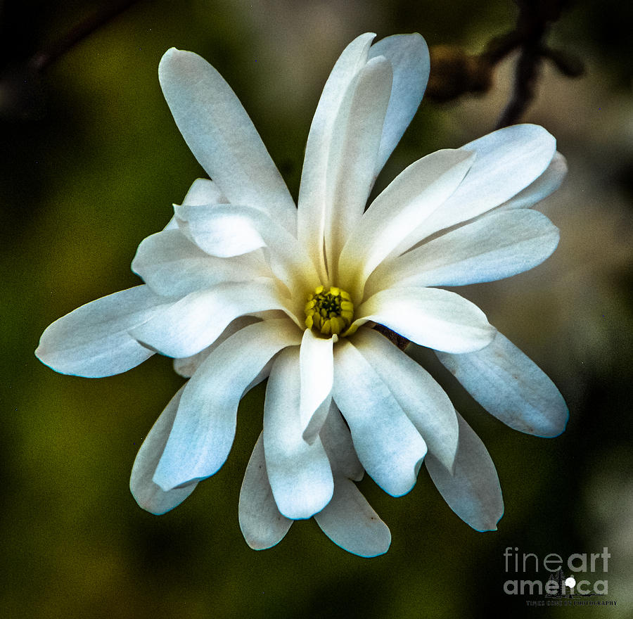 Magnolia Blossom Photograph by Grace Grogan