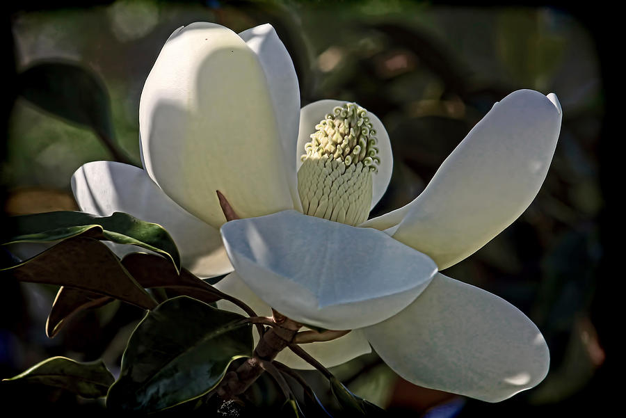 Magnolia Movie Photograph - Magnolia Blossom by HH Photography of Florida