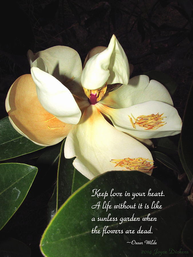 Magnolia Blossom In All Its Glory - Keep Love In Your Heart Photograph by Joyce Dickens