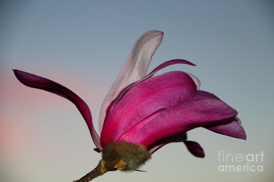 Magnolia Blossom in the Sunset Photograph by Amanda Mohler