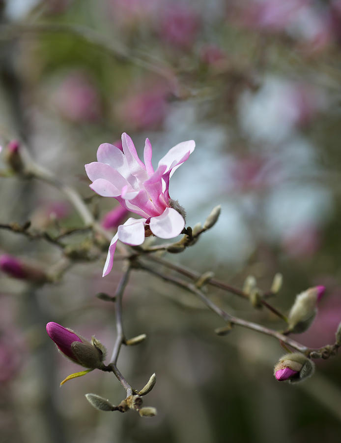 Magnolia Blossom in Tree 3 Photograph by Rebecca Cozart