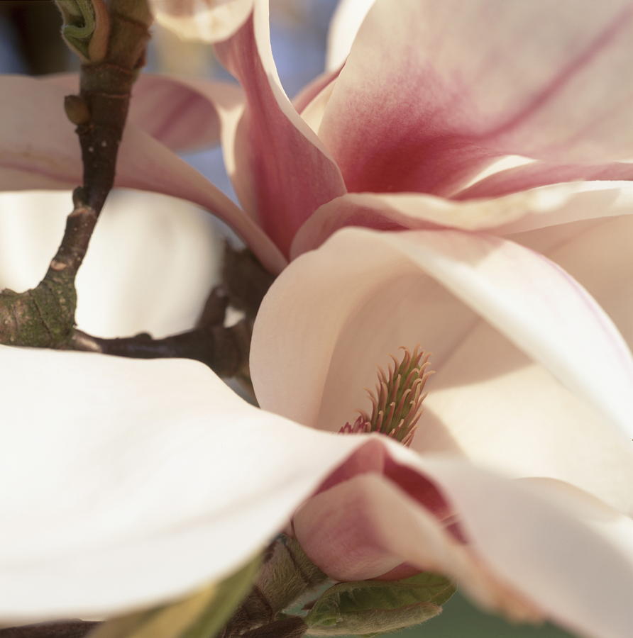 Magnolia blossom Photograph by Ulrich Kunst And Bettina Scheidulin