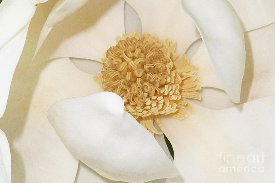Magnolia Blossom Photograph by Jodie Marie Anne Richardson Traugott          aka jm-ART