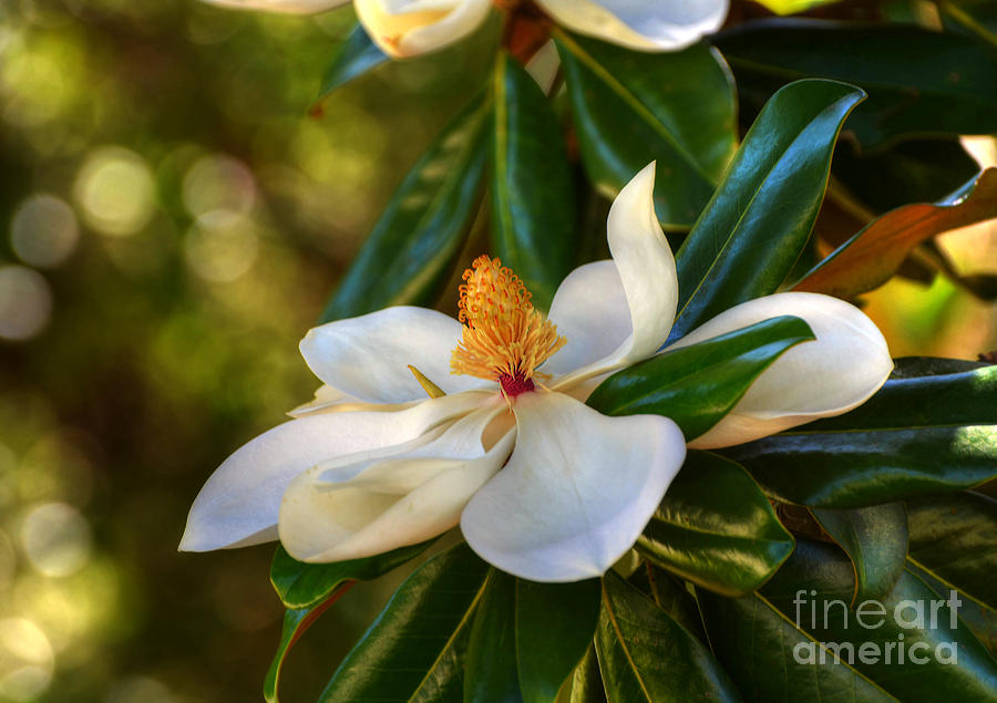 Magnolia Blossom Photograph by Kathy Baccari