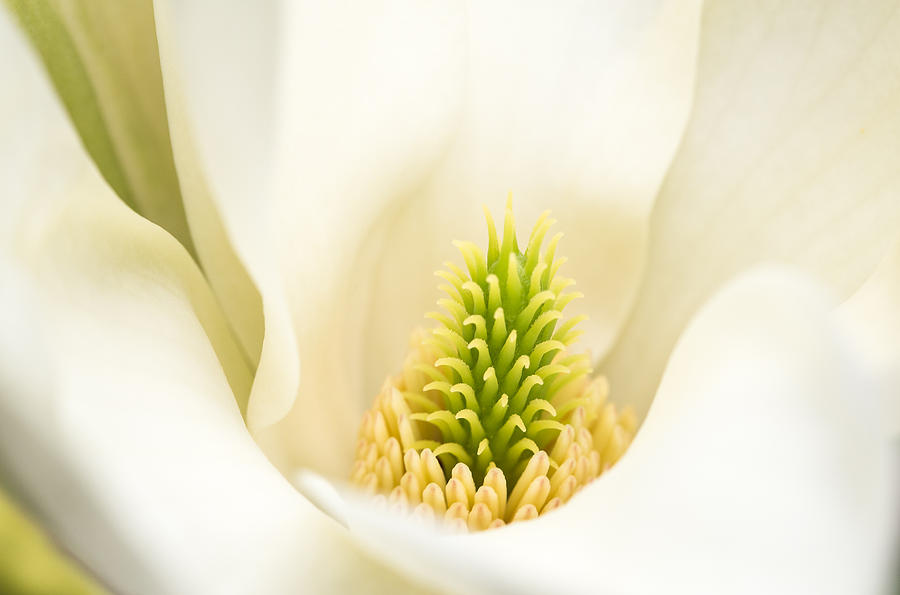 Magnolia Movie Photograph - Magnolia Blossom by Kim Aston