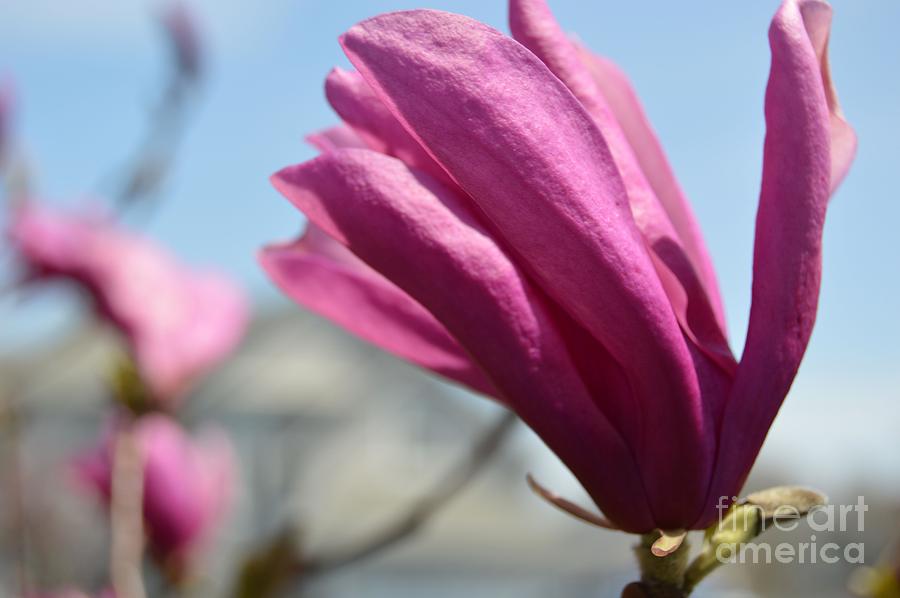 Magnolia Blossom Photograph by Lynellen Nielsen
