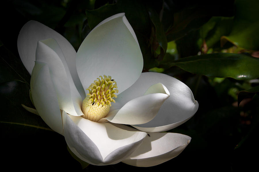 Magnolia Blossom Photograph by Lynne Jenkins